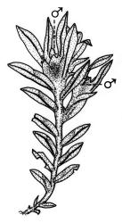 Fissidens anisophyllus, habit of ♂ plant. Drawn from J.E. Beever 77-79, CHR 524056.
 Image: R.C. Wagstaff © Landcare Research 2014 